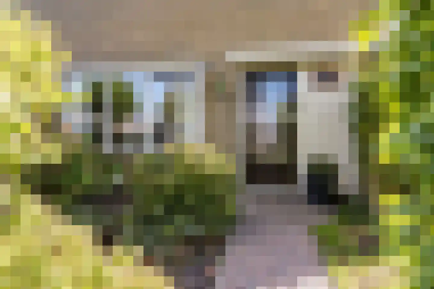 Jellen 18 Sneek thumbnail 45