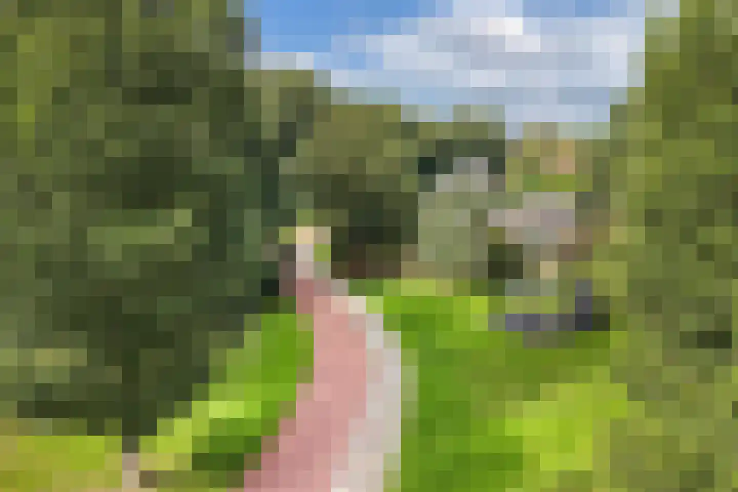 Jellen 2 Sneek thumbnail 55