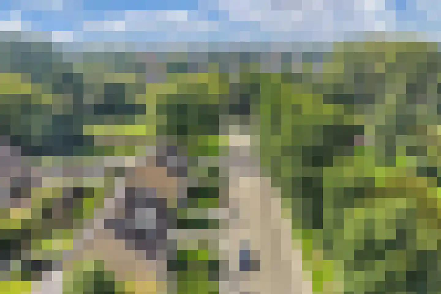 Jellen 2 Sneek thumbnail 8