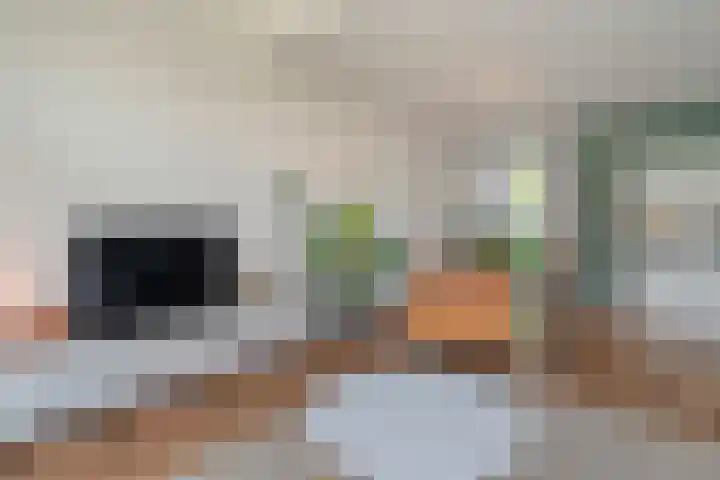 Jellissenkamp 15 Zwolle thumbnail 13