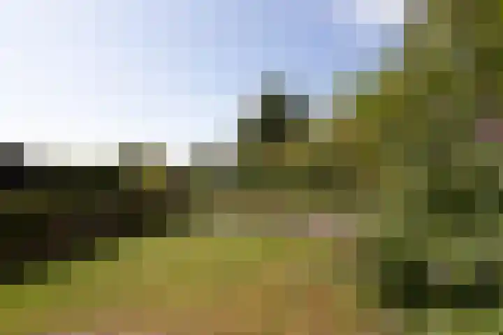 Jeltewei 164 Hommerts thumbnail 20