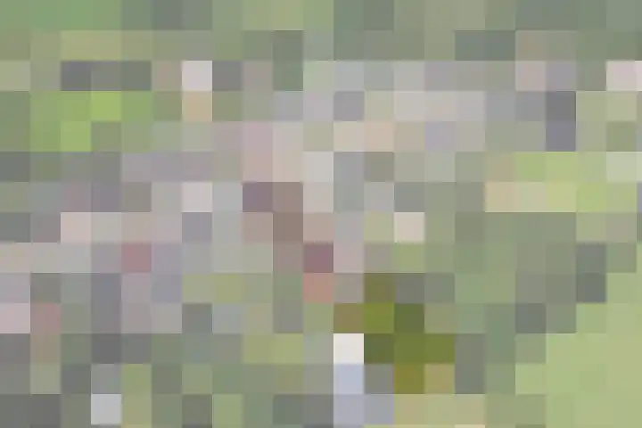 Jeltingalaan 52 Buitenpost thumbnail 72