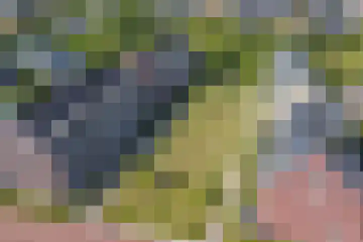 Jeneverbes 18 Heiloo thumbnail 48