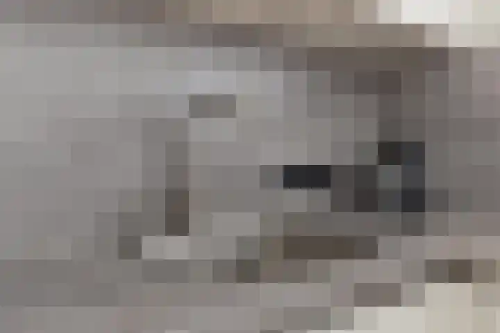 Jeneverbes 29 Oss thumbnail 14