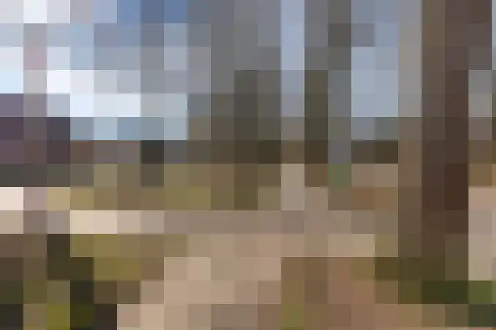 Jeneverbes 29 Oss thumbnail 45