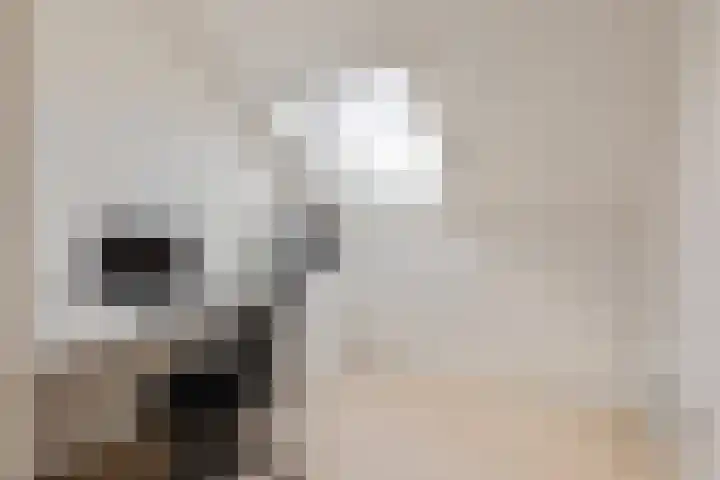 Jeneverbes 33 Borne thumbnail 21