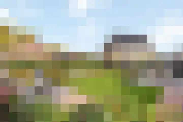 Jeneverbes 33 Borne thumbnail 23