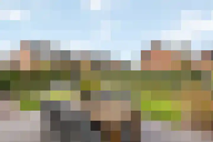 Jeneverbes 33 Borne thumbnail 24