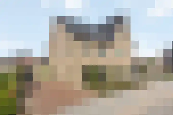 Jeneverbes 33 Borne thumbnail 5