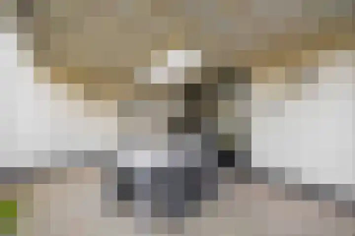 Jeneverbes 4 Oisterwijk thumbnail 32