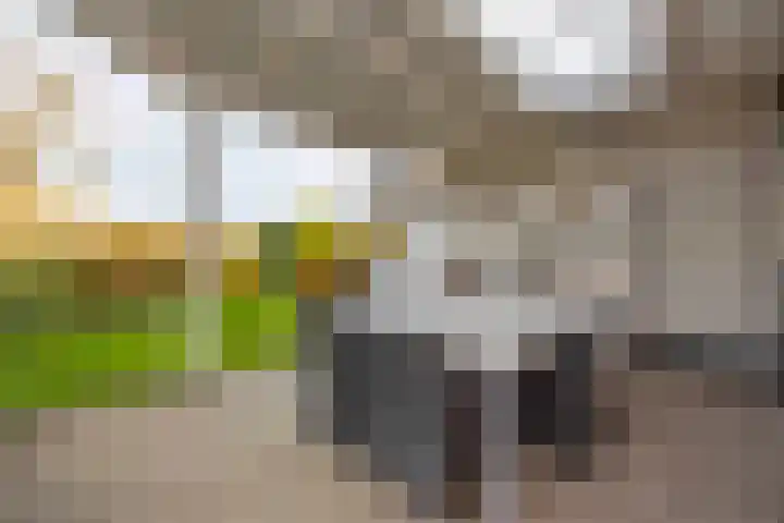 Jeneverbes 4 Oisterwijk thumbnail 34