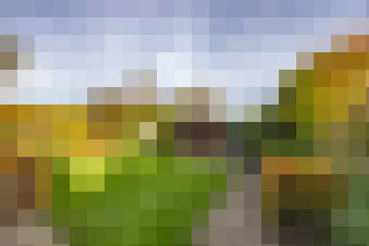 Jeneverbes 4 Oisterwijk thumbnail 36
