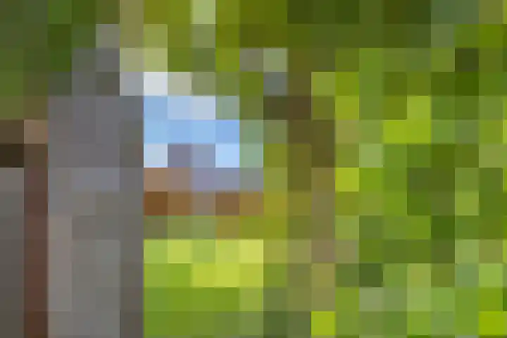 Jeneverbes 4 Oisterwijk thumbnail 39