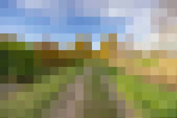 Jeneverbes 4 Oisterwijk thumbnail 41