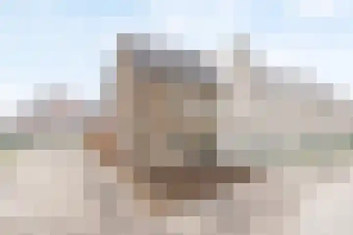 Jeneverbes 5 Borne foto 2