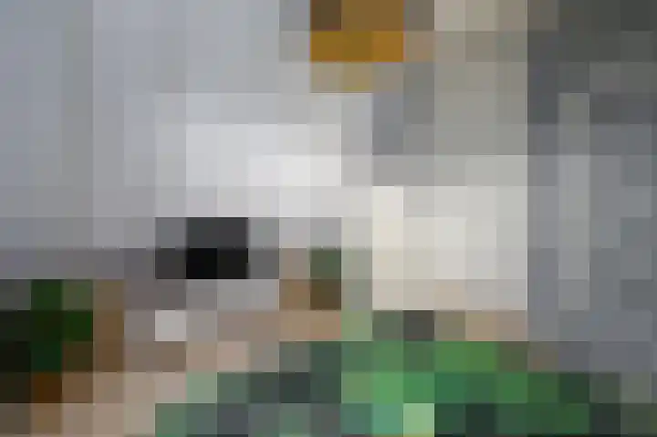 Jeneverbes 5 Borne thumbnail 7
