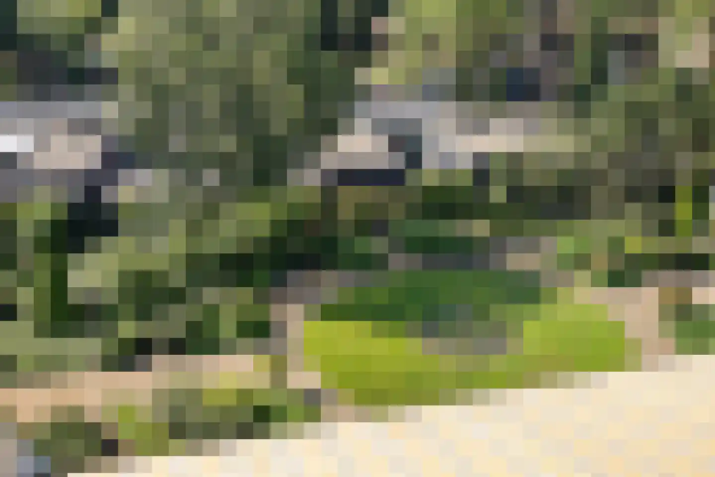 Jeneverbes 77 Oss thumbnail 37