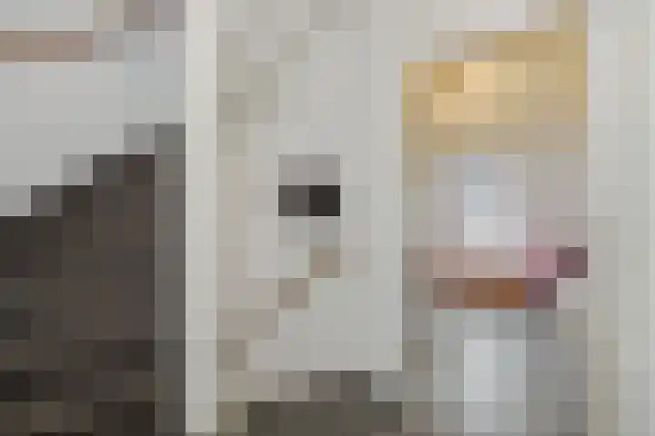 Jeneverbes 8 Oss thumbnail 28