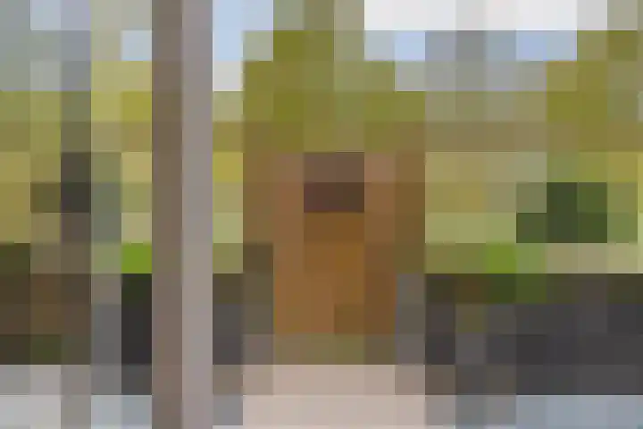 Jeneverbes 8 Oss thumbnail 37