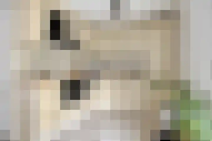 Jeneverbesweg 5 Soest thumbnail 12