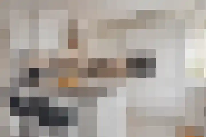 Jericholaan 29 Eindhoven thumbnail 14