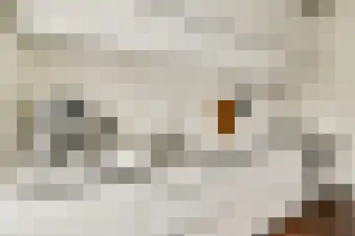 Jericholaan 51 B Rotterdam thumbnail 9