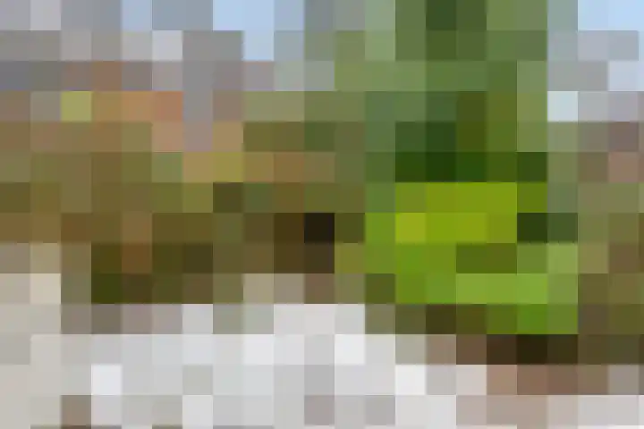 Jericholaan 77 B Rotterdam thumbnail 28