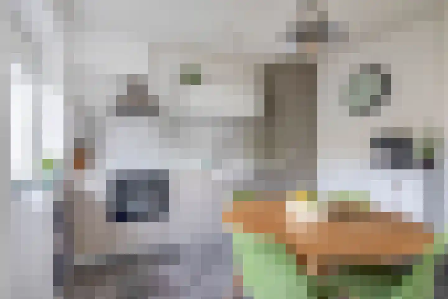 Jeroen Boschlaan 184 Eindhoven thumbnail 4