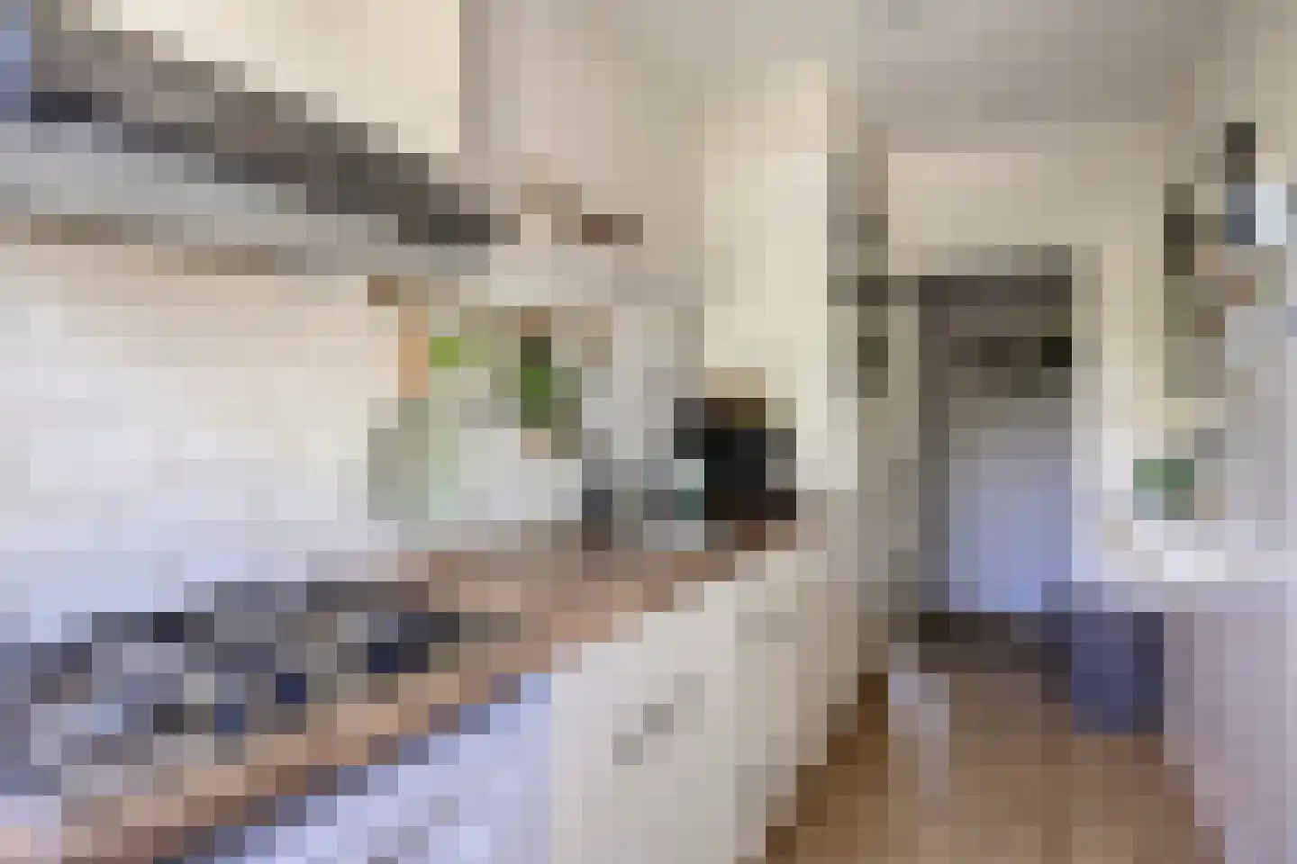 Jeroen Boschlaan 193 Eindhoven thumbnail 11