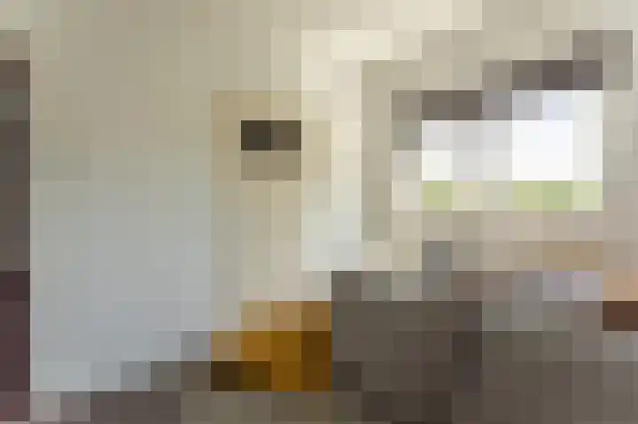 Jeroen Boschlaan 207 Eindhoven thumbnail 6