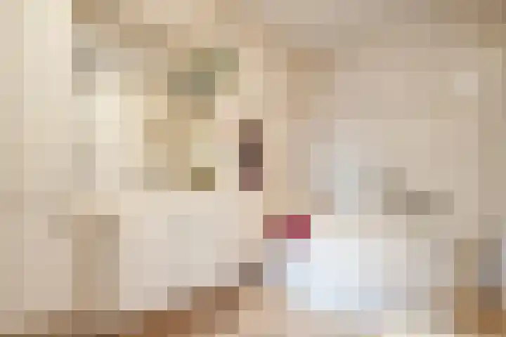 Jeroen Boschstraat 11 Ommen thumbnail 27