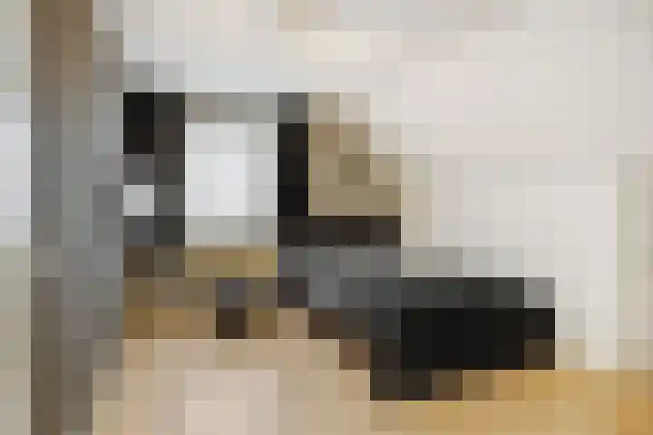 Jeroen Boschstraat 12 Vinkel thumbnail 22
