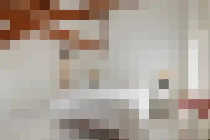 Jeudestraat 79 Zoelen thumbnail 63