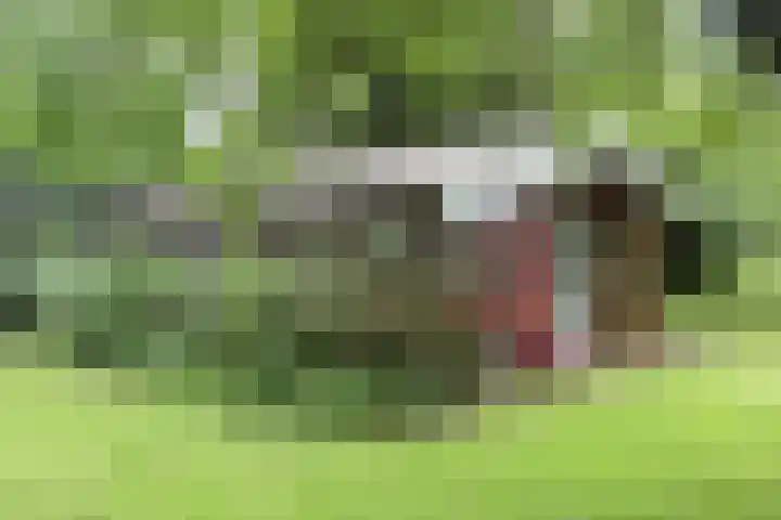 Jinkepaed 5 Twijzelerheide thumbnail 54