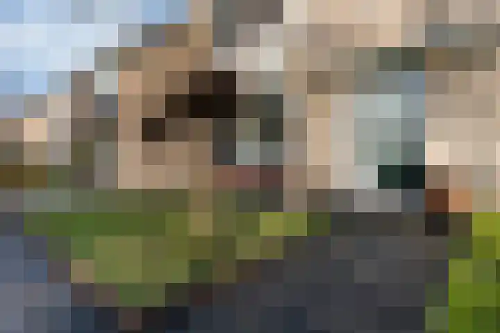 Jintewarren 27 Hurdegaryp thumbnail 6