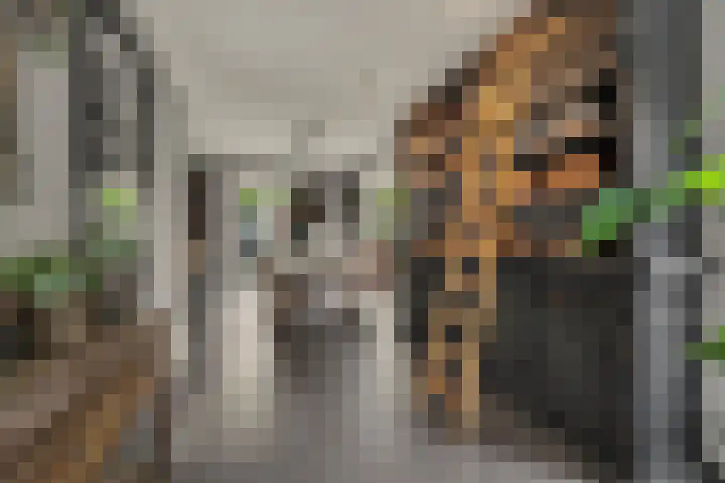 Jip en Janneke 13 Kapelle thumbnail 12