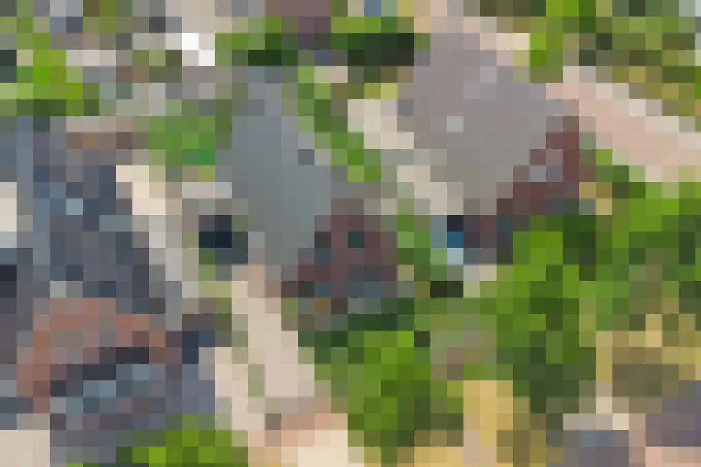 Jip en Janneke 13 Kapelle thumbnail 62