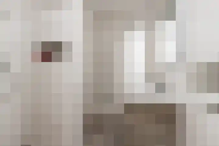 Jip en Jannekelaan 56 Zaltbommel thumbnail 31