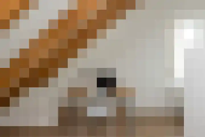 Jippesstraat 44 Oudesluis thumbnail 23