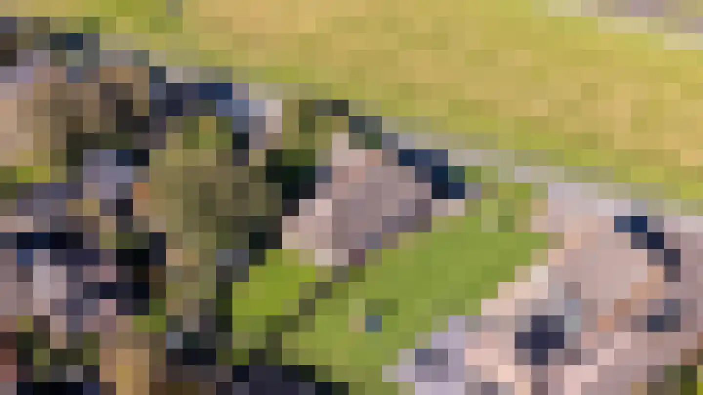 Jisterwei 2 Peazens thumbnail 8