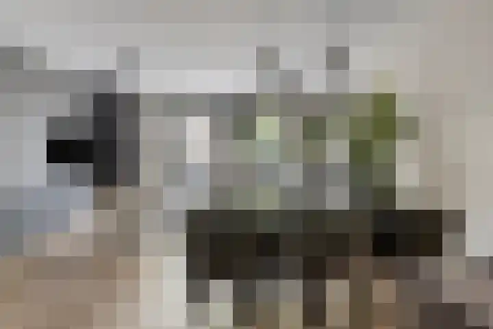 Joannes Zwijsenlaan 16 Oss thumbnail 13