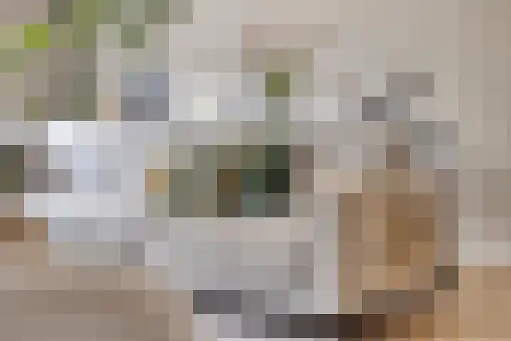 Joannes Zwijsenlaan 16 Oss thumbnail 17