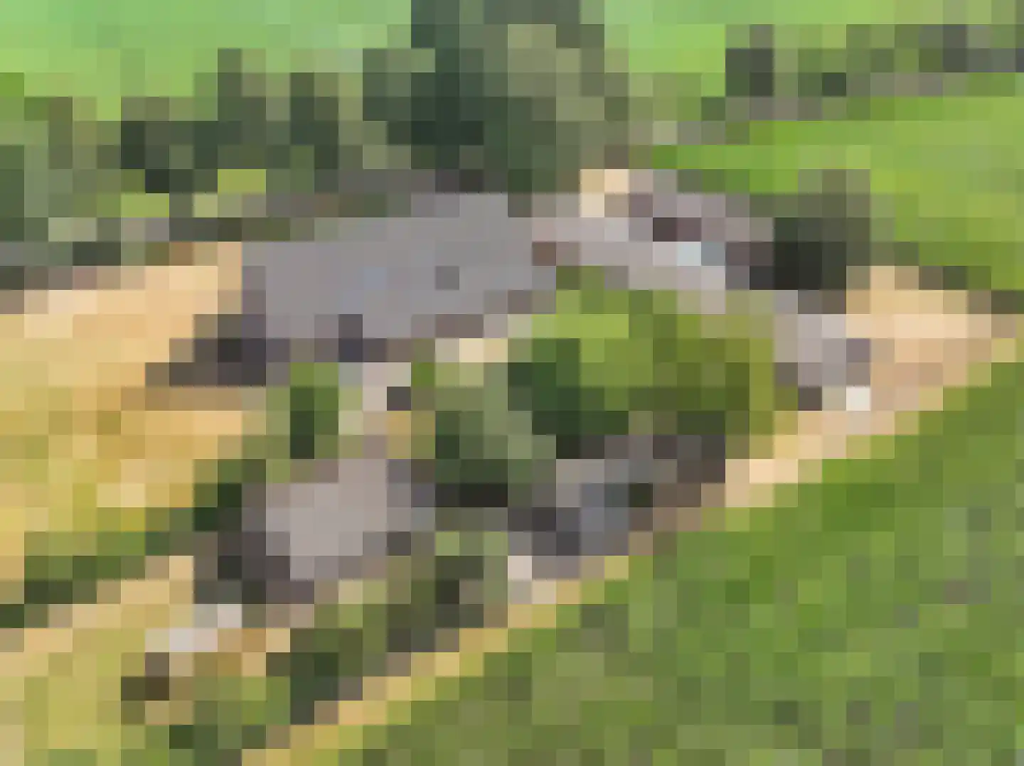 Jodenpeeldreef 6 De Rips thumbnail 4