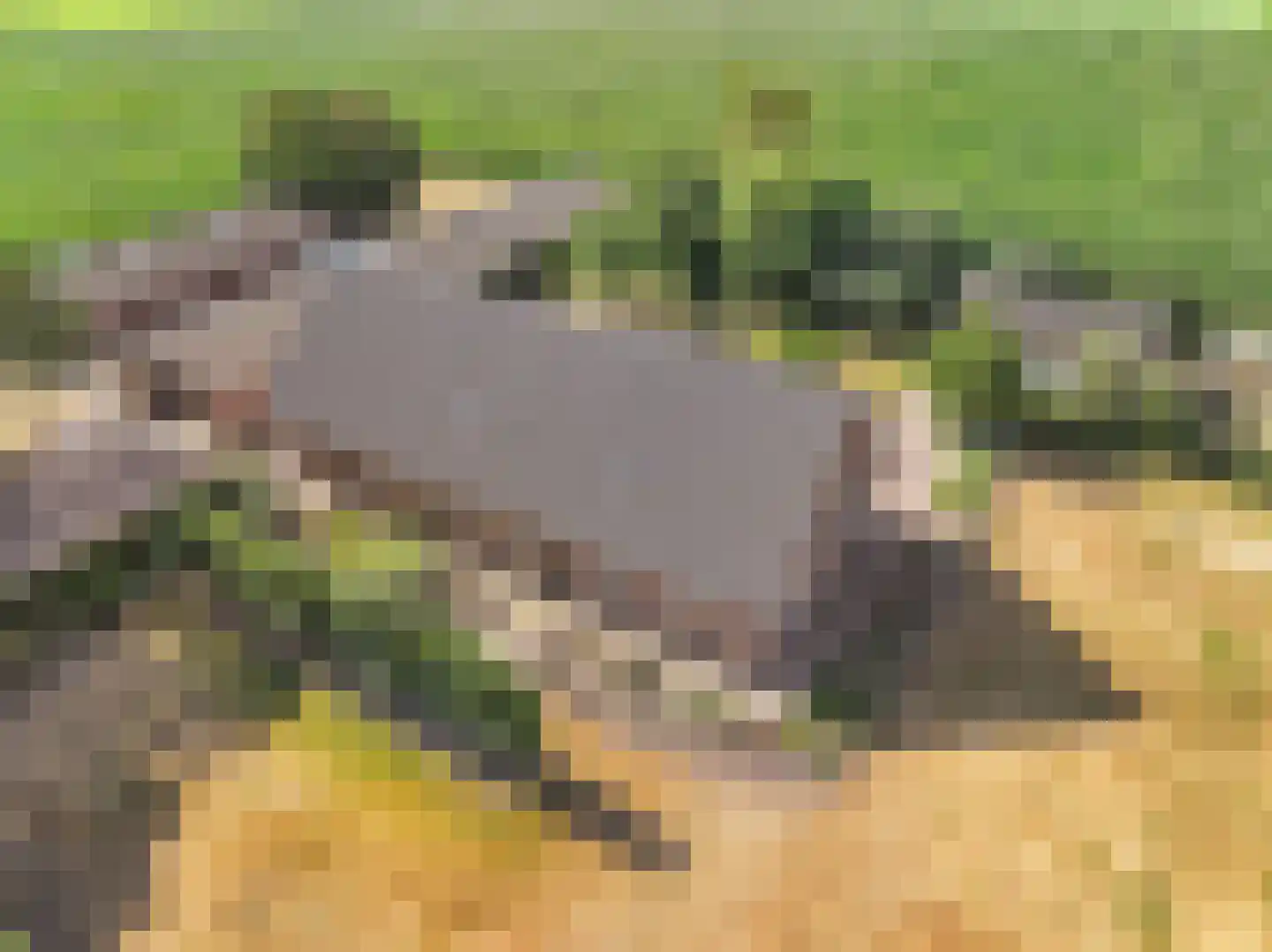 Jodenpeeldreef 6 De Rips thumbnail 48