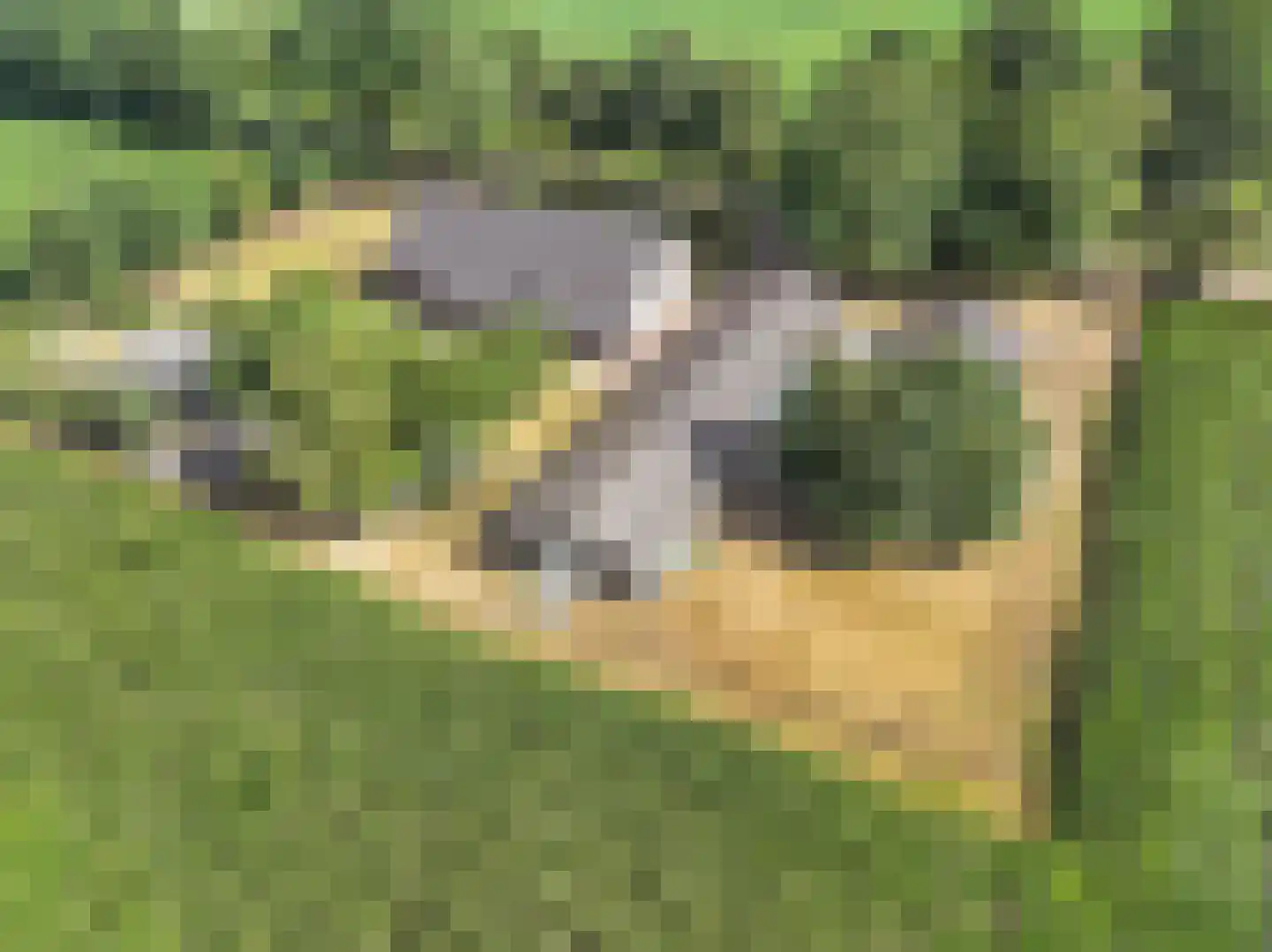 Jodenpeeldreef 6 De Rips thumbnail 5