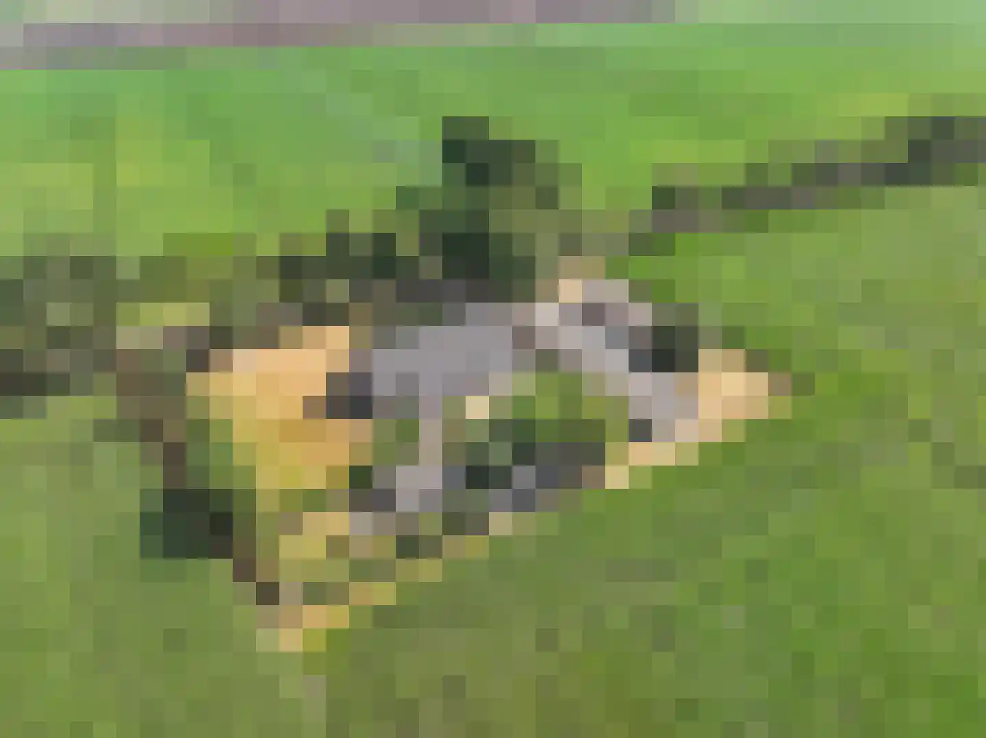 Jodenpeeldreef 6 De Rips thumbnail 6