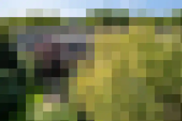 Johan de Wittlaan 212 3 Arnhem thumbnail 21