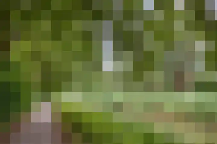 Johan de Wittstraat 16 Veghel thumbnail 36