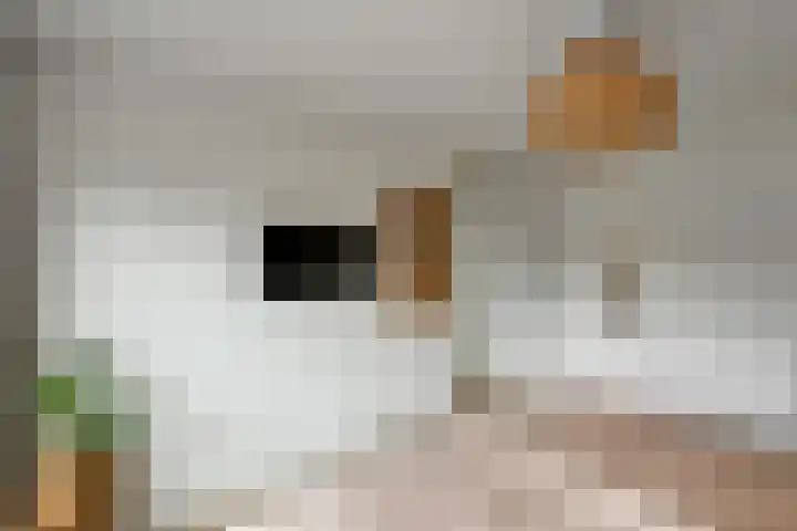 Johan de Wittstraat 17 Elst thumbnail 29