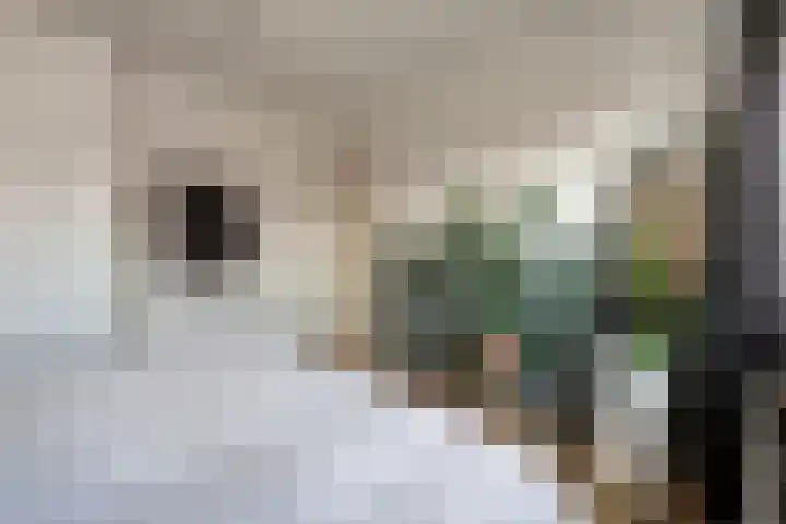 Johan de Wittstraat 22 Zwolle thumbnail 20